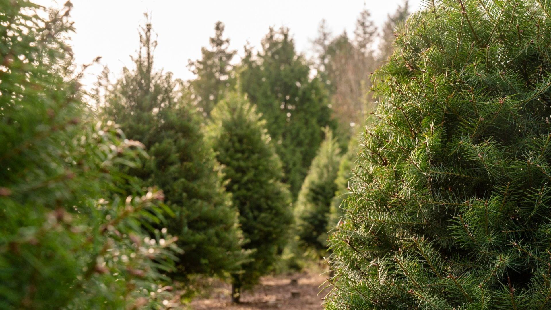 Can I plant my old christmas tree outside again in the spring?
