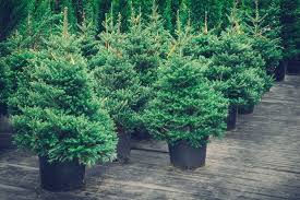 Can christmas trees be replanted