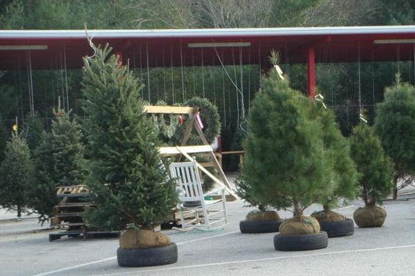 Can christmas trees be replanted